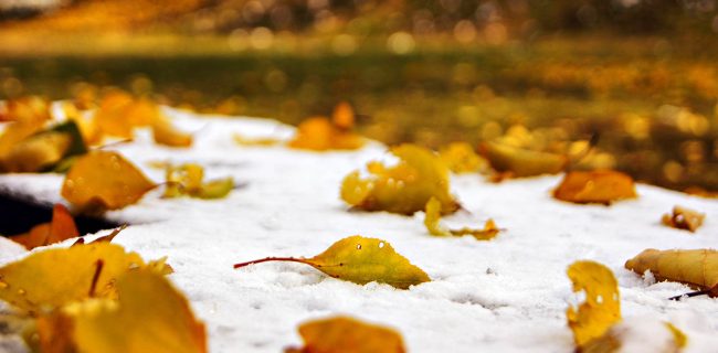 Fall leaves Fall leaves